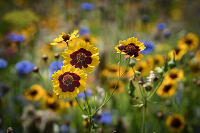 Close-up of yellow flowering plant in park