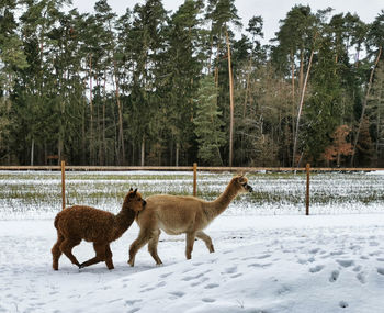 Animal observations in nature