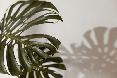 Teopical plant leaf ok white background . monstera branch