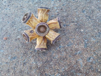 High angle view of a shells on the ground