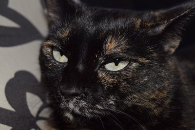 Close-up portrait of black cat