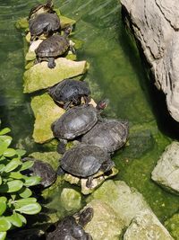 High angle view of turtle in lake