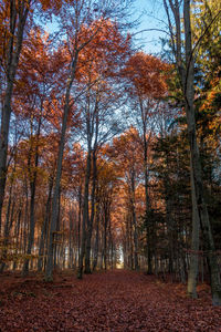 Trees in forest during autumn