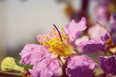 Close-up of pink flowering plant