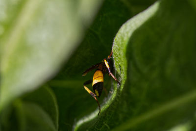Close-up of butterfly on leaf