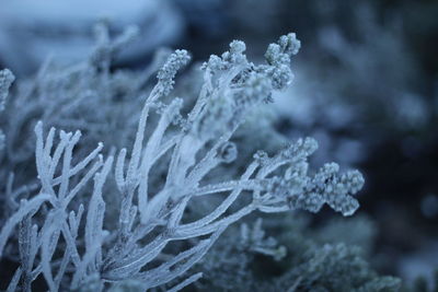 Close-up of plant