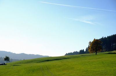 Scenic view of agricultural field against clear blue sky