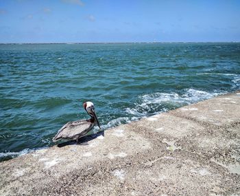 Brown pelican on the jetty at port aransas, texas