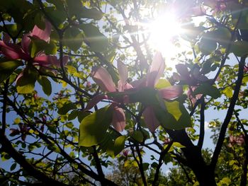 Low angle view of sunlight streaming through tree