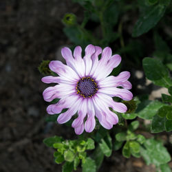 Close-up of purple flower blooming outdoors