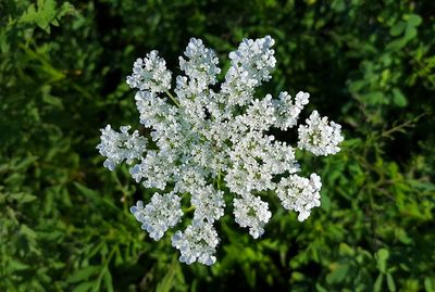 Close-up of white flowering plant