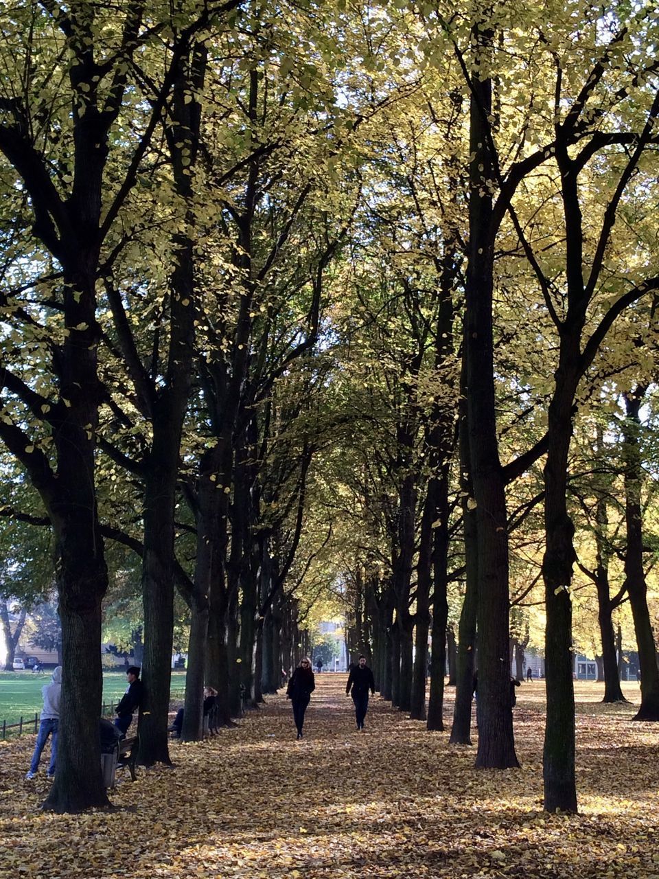 REAR VIEW OF PEOPLE WALKING BY TREES