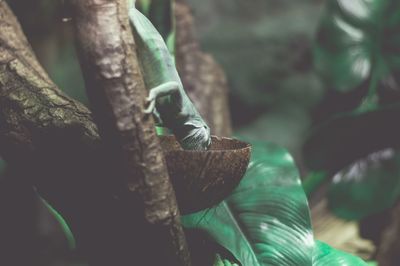 Close-up of leaves against blurred background