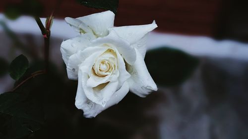 Close-up of white flower