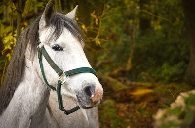 Close-up of horse