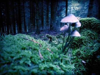 Trees growing in forest