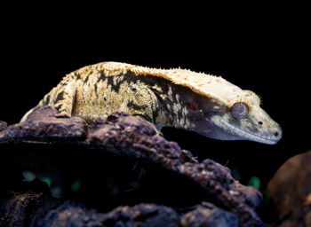 Close-up of lizard