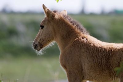 Brown foal looking away