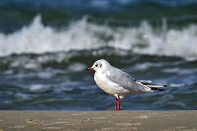 Seagull perching on a beach