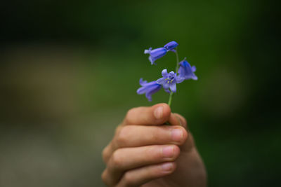 Close-up of hand holding purple flowers