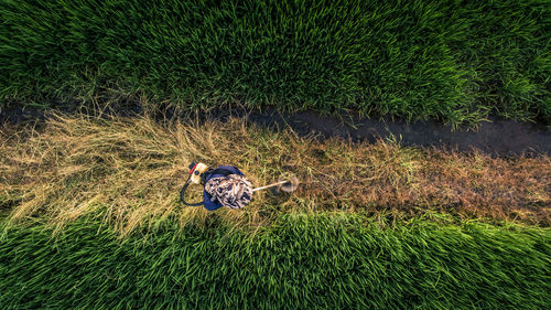 High angle view of bird on field