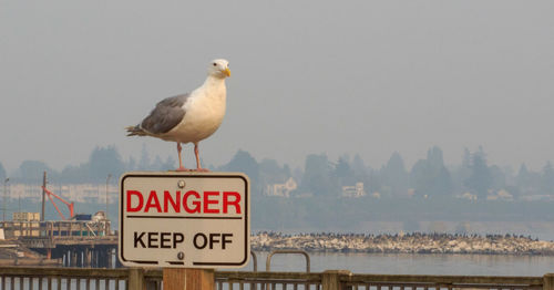 Seagull perching on a sign