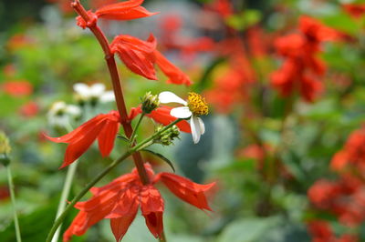 Close-up of red flowering plant