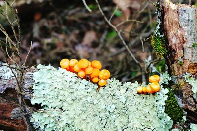 Close-up of fruits on tree