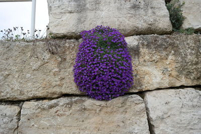 Close-up of purple flowers