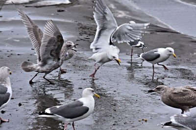 Seagulls on the beach