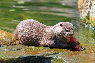 Close-up of otter eating prey by river