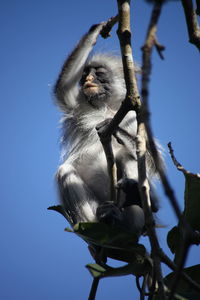 Low angle view of monkey on tree
