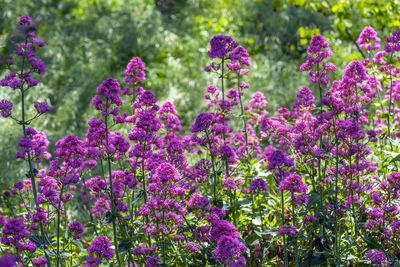 Close-up of purple flowers in garden