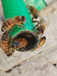 High angle view of bee