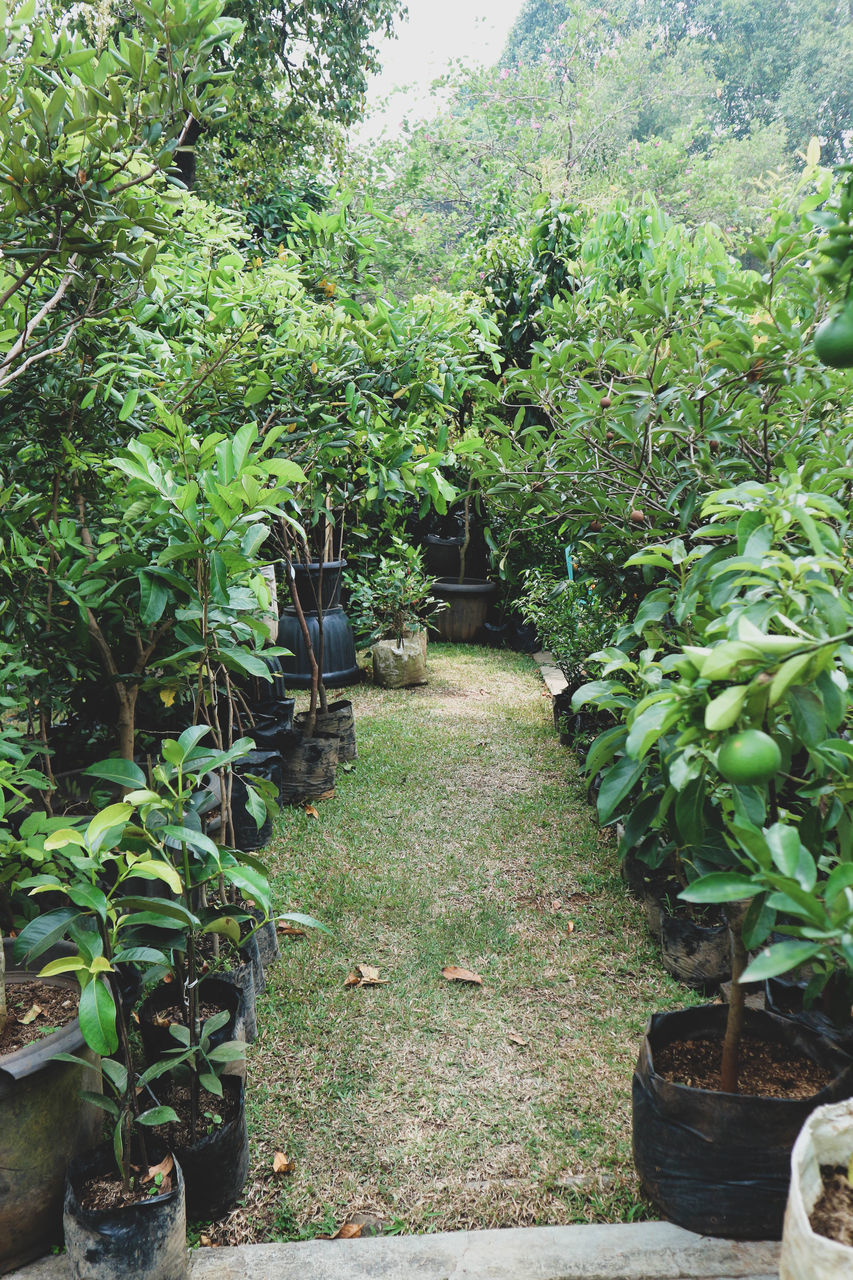 plant, growth, green, nature, tree, garden, day, no people, beauty in nature, the way forward, footpath, flower, outdoors, foliage, lush foliage, leaf, tranquility, plant part, jungle, plantation, shrub, botanical garden, rainforest, architecture, formal garden, land, sky