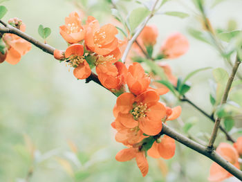 Close-up of orange flowering plant