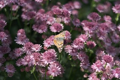 Close-up of butterfly pollinating on pink flower