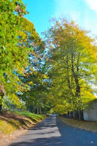 Empty road along trees