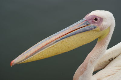 Close-up of bird