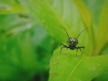 Close-up of insect on leaf