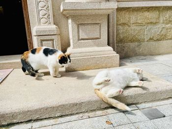 Cat sitting on footpath