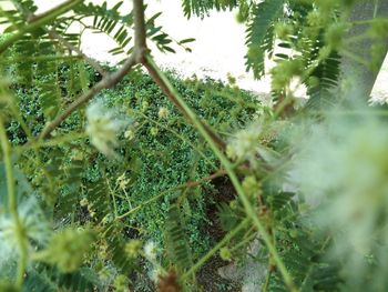 Close-up of plants growing on field