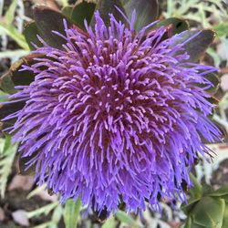 Close-up of purple flowers