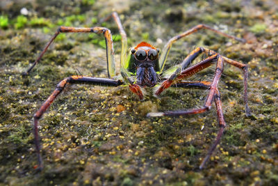 Close-up of spider