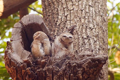 Squirrel on tree trunk in forest