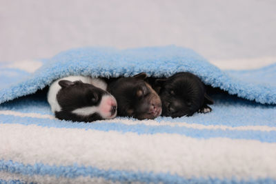 High angle view of puppy sleeping