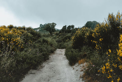 Footpath amidst trees against sky