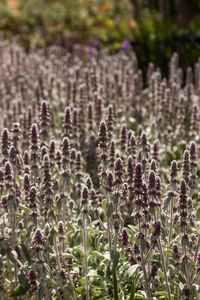 Close-up of purple flowering plants on field