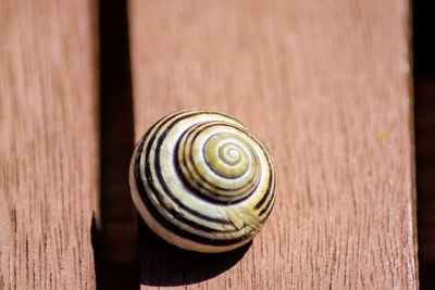 Close-up of snail on table