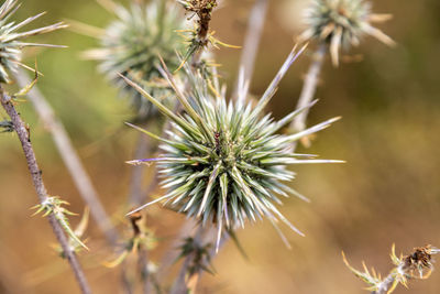 Close-up of dandelion flower